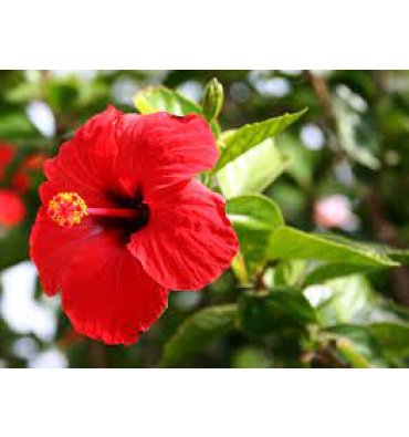 HİBİSCUS ROSA SİNENSİS isimli ürünümüz