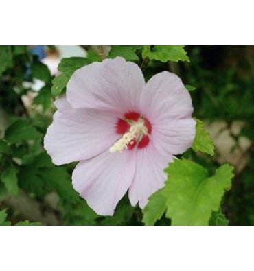 HİBİSCUS SYRİACUS (HATMİİ) isimli ürünümüz