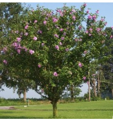 HİBİSCUS SYRİACUS (HATMİİ) ürünümüz - Floryalı Botanik Peyzaj