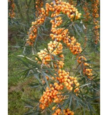 HİPPOPHAE RHAMNOİDES ürünümüz - Floryalı Botanik Peyzaj