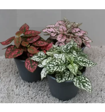 HYPOESTES PHYLLOSTACHYA ürünümüz - Floryalı Botanik Peyzaj