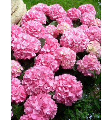 HYDRANGEA HORTENSİS isimli ürünümüz