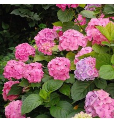 HYDRANGEA HORTENSİS ürünümüz - Floryalı Botanik Peyzaj