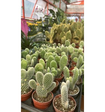 CACTUS SP. ürünümüz - Floryalı Botanik Peyzaj