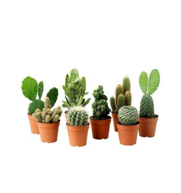 CACTUS SP. ürünümüz - Floryalı Botanik Peyzaj
