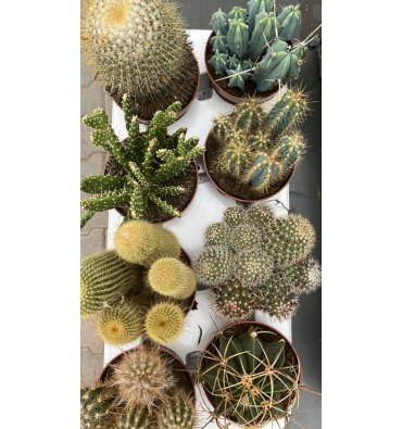 CACTUS SP. ürünümüz - Floryalı Botanik Peyzaj