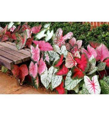 CALADİUM BİCOLOR ürünümüz - Floryalı Botanik Peyzaj