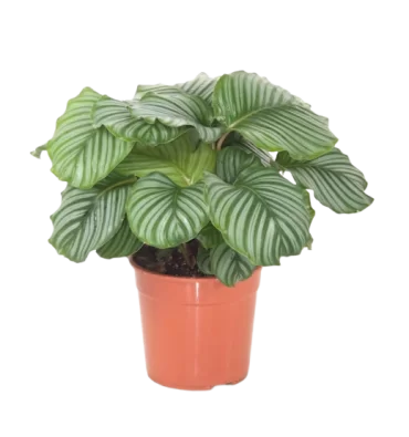 CALATHEA ORBİFOLİA ürünümüz - Floryalı Botanik Peyzaj