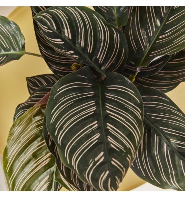 CALATHEA ORNATA ürünümüz - Floryalı Botanik Peyzaj