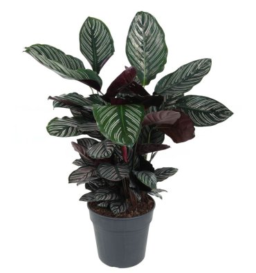 CALATHEA ORNATA ürünümüz - Floryalı Botanik Peyzaj