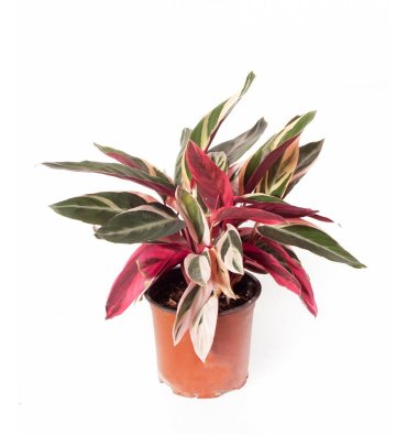 CALATHEA TRİOSTAR ürünümüz - Floryalı Botanik Peyzaj