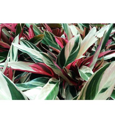 CALATHEA TRİOSTAR ürünümüz - Floryalı Botanik Peyzaj