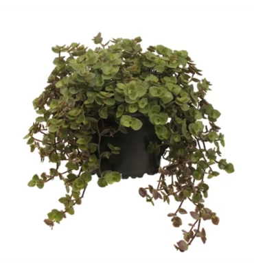 CALLİSİA REPENS ürünümüz - Floryalı Botanik Peyzaj