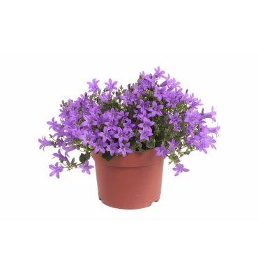 CAMPANULA ürünümüz - Floryalı Botanik Peyzaj
