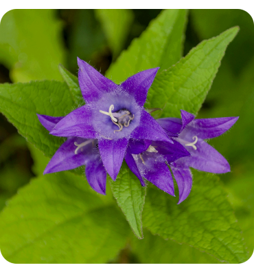 CAMPANULA ürünümüz - Floryalı Botanik Peyzaj