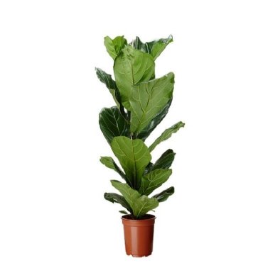 FİCUS LYRATA ürünümüz - Floryalı Botanik Peyzaj
