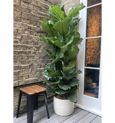 FİCUS LYRATA ürünümüz - Floryalı Botanik Peyzaj