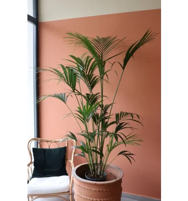 HOWEA FORSTERİANA ürünümüz - Floryalı Botanik Peyzaj