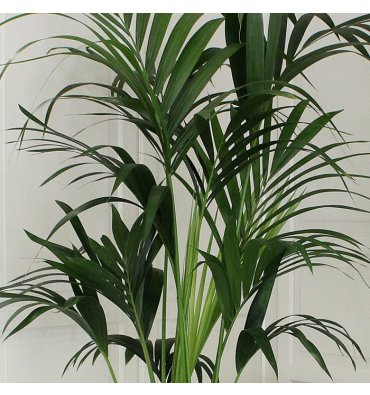 HOWEA FORSTERİANA ürünümüz - Floryalı Botanik Peyzaj