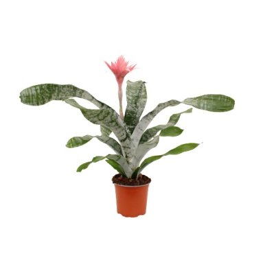 AECHMEA FASCİATA isimli ürünümüz