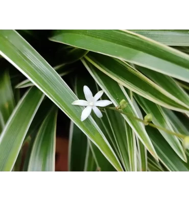 CHLOROPHYTUM ürünümüz - Floryalı Botanik Peyzaj