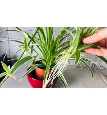 CHLOROPHYTUM ürünümüz - Floryalı Botanik Peyzaj