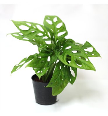MONSTERA OBLİQUA ürünümüz - Floryalı Botanik Peyzaj
