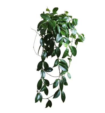 HOYA CARNOSA isimli ürünümüz