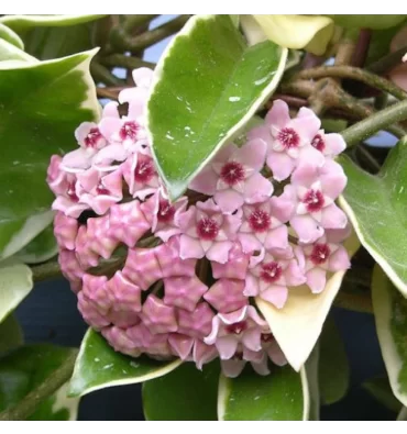 HOYA CARNOSA ürünümüz - Floryalı Botanik Peyzaj