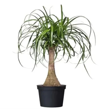 BEAUCARNEA RECURVATA ürünümüz - Floryalı Botanik Peyzaj
