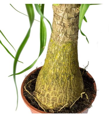 BEAUCARNEA RECURVATA ürünümüz - Floryalı Botanik Peyzaj