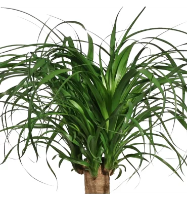 BEAUCARNEA RECURVATA ürünümüz - Floryalı Botanik Peyzaj