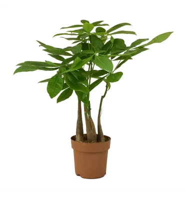 PACHİRA AQUATİCA ürünümüz - Floryalı Botanik Peyzaj