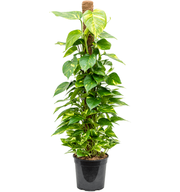 EPİPREMNUM AUREUM ürünümüz - Floryalı Botanik Peyzaj