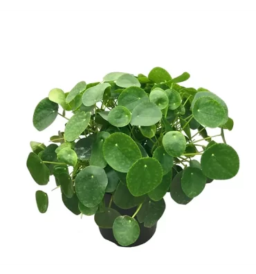 PİLEA PEPEROMİOİDES ürünümüz - Floryalı Botanik Peyzaj