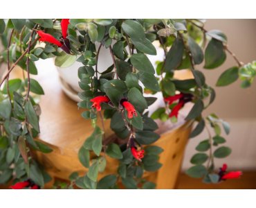 AESCHYNANTHUS TADİCANS ürünümüz - Floryalı Botanik Peyzaj