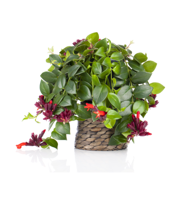 AESCHYNANTHUS TADİCANS ürünümüz - Floryalı Botanik Peyzaj