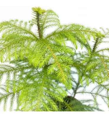 ARAUCARİA HETEROPHYLLA ürünümüz - Floryalı Botanik Peyzaj
