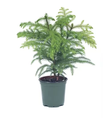 ARAUCARİA HETEROPHYLLA isimli ürünümüz