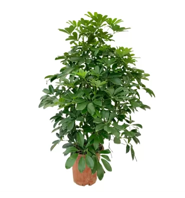 SCHEFFLERA ARBORİCOLA ürünümüz - Floryalı Botanik Peyzaj