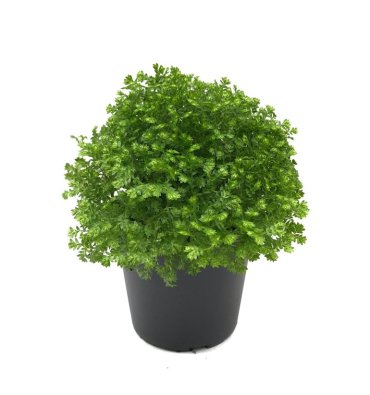 SELAGİNELLA SP. ürünümüz - Floryalı Botanik Peyzaj
