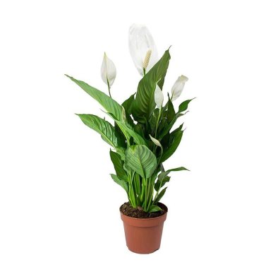 SPATHİPHYLLUM WALLİSİİ ürünümüz - Floryalı Botanik Peyzaj