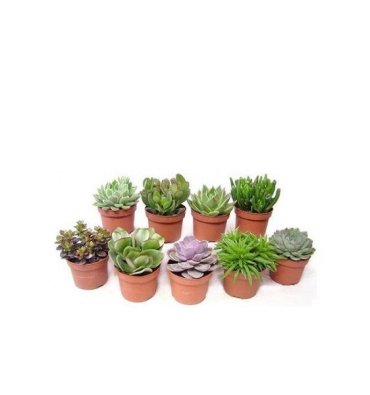 SUCCULENTİA isimli ürünümüz