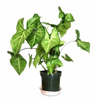 SYNGONİUM PODOPHYLLUM ürünümüz - Floryalı Botanik Peyzaj
