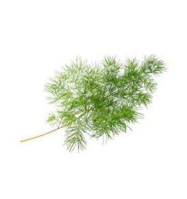 ASPARAGUS SETACEUS ürünümüz - Floryalı Botanik Peyzaj