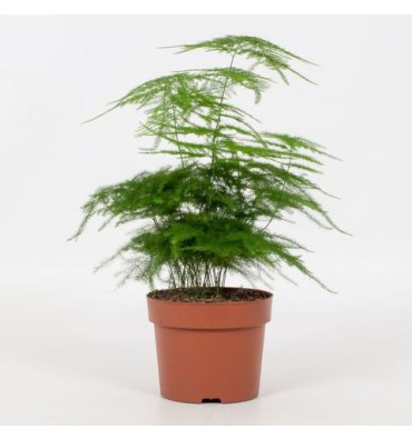 ASPARAGUS SETACEUS ürünümüz - Floryalı Botanik Peyzaj