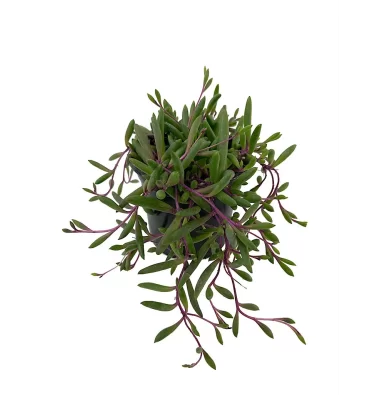 OTHONNA CAPENSİS ürünümüz - Floryalı Botanik Peyzaj
