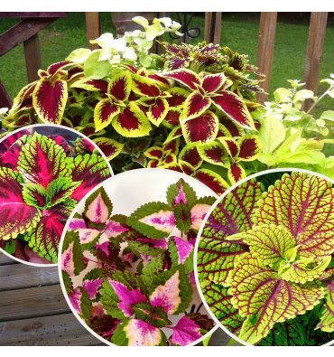 COLEUS ürünümüz - Floryalı Botanik Peyzaj