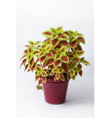 COLEUS ürünümüz - Floryalı Botanik Peyzaj