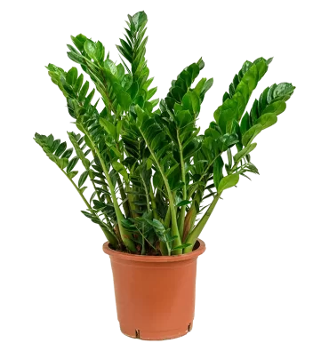 ZAMİOCULCAS ZAMİİFOLİA ürünümüz - Floryalı Botanik Peyzaj